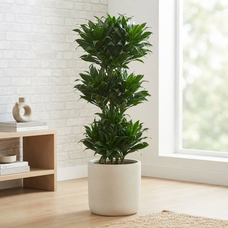 Compact Dragon Tree (Dracaena fragrans ‘Compacta’) – 30cm Pot