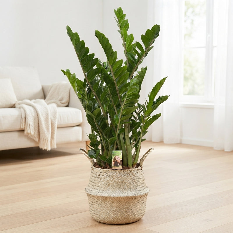 ZZ Plant (Zamioculcas zamiifolia) – 30cm Pot