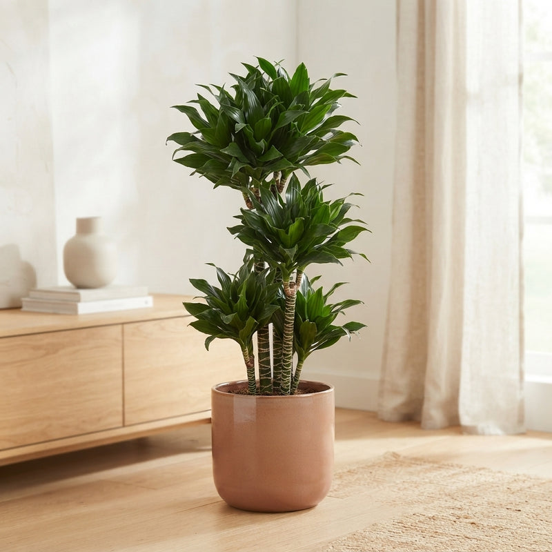 Compact Dragon Tree (Dracaena fragrans ‘Compacta’) – 24cm Pot