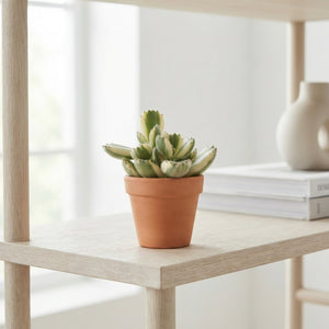 Cotyledon ‘Tanz’ Succulent (Cotyledon ladismithiensis) – 5.5cm Pot