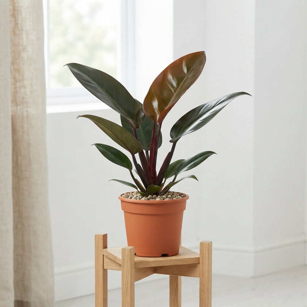 Philodendron Congo Red – 17cm Pot, Approx. 70cm High