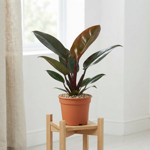 Philodendron Congo Red – 17cm Pot, Approx. 70cm High