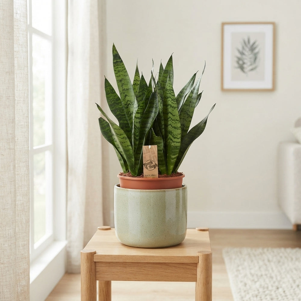 Snake Plant (Sansevieria zeylanica) – 17cm Pot, 65cm High