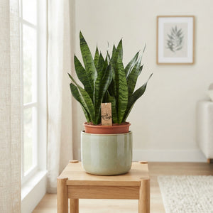Snake Plant (Sansevieria zeylanica) – 17cm Pot, 65cm High
