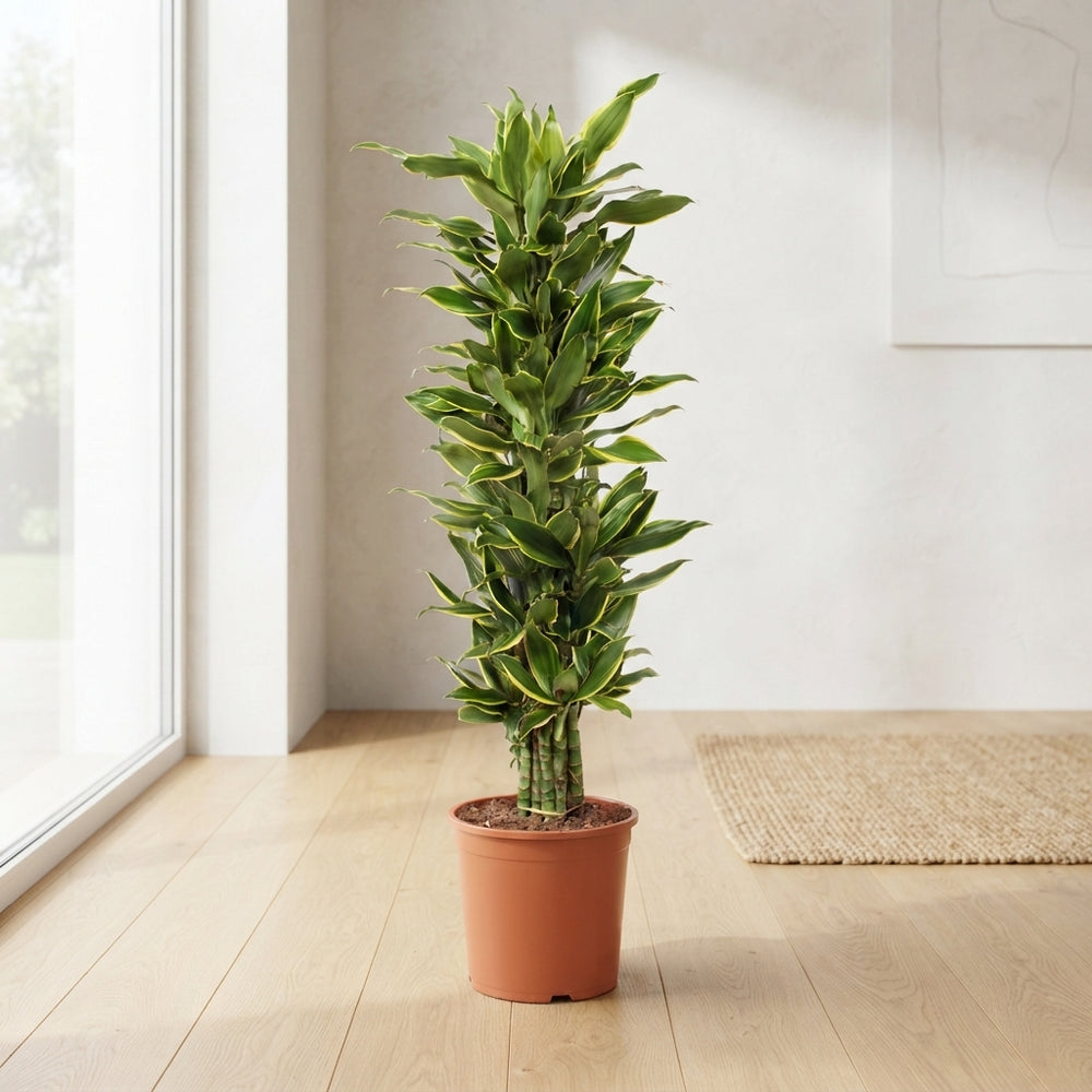 Branched Corn Plant (Dracaena fragrans) – 30cm Pot, 150cm High