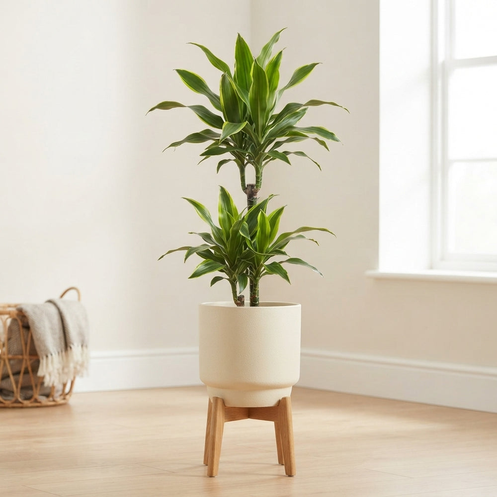 Corn Plant (Dracaena fragrans ‘Deremensis’) – 19cm Pot, 120cm High