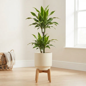 Corn Plant (Dracaena fragrans ‘Deremensis’) – 19cm Pot, 120cm High