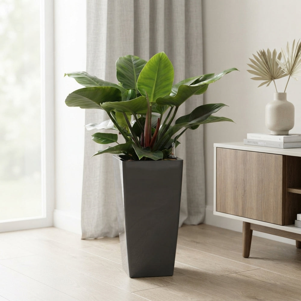 Philodendron Imperial Green – 33cm Pot, Approx. 110cm Height