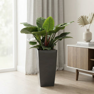 Philodendron Imperial Green – 33cm Pot, Approx. 110cm Height