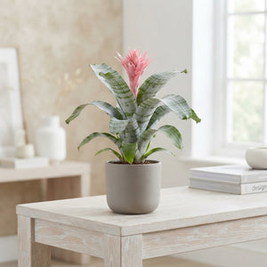 Pink Aechmea Fasciata ‘Primera’ – 12cm Pot
