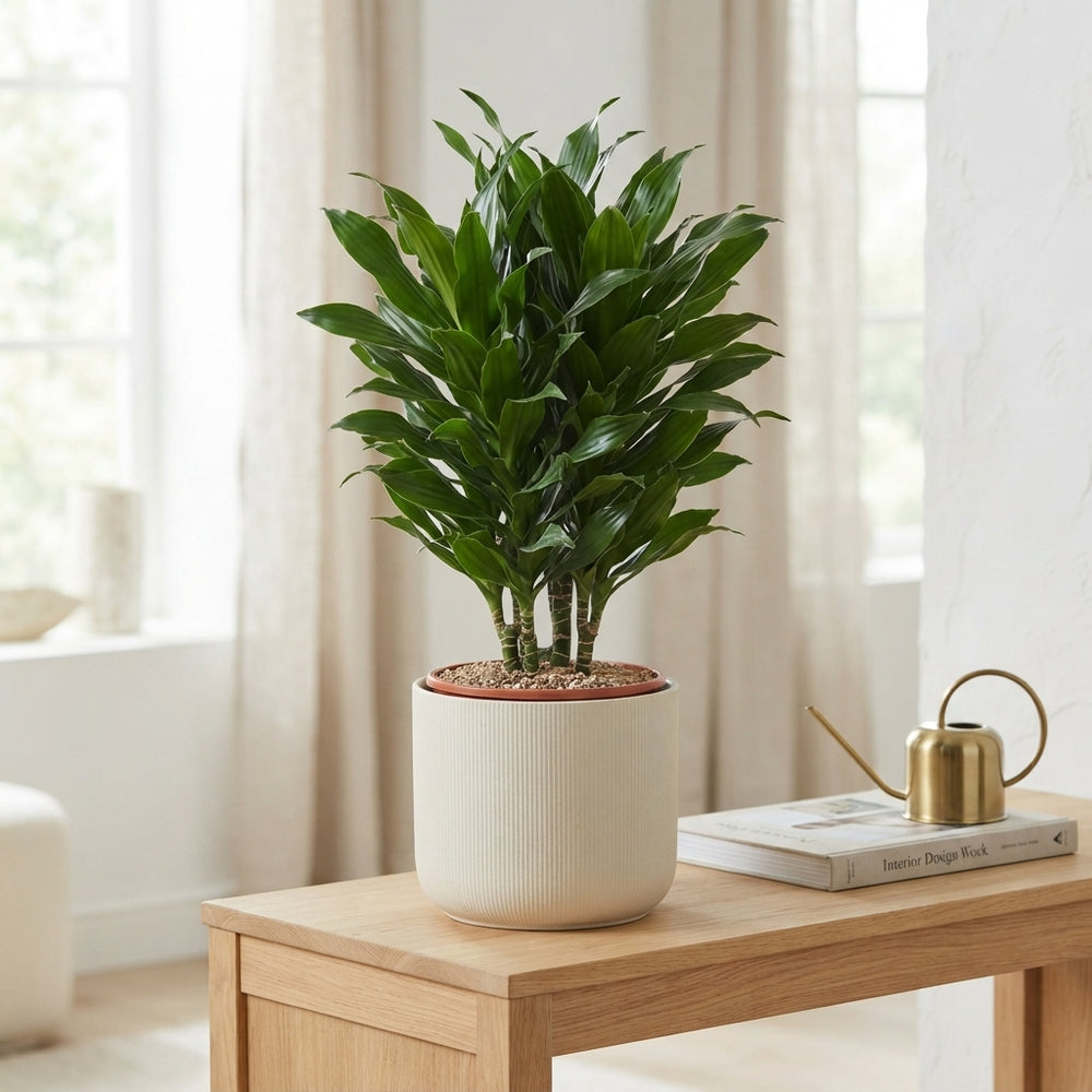 Janet Lind Corn Plant (Dracaena fragrans) – 27cm Pot
