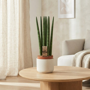 Cylindrical Snake Plant (Sansevieria cylindrica) – 17cm Pot