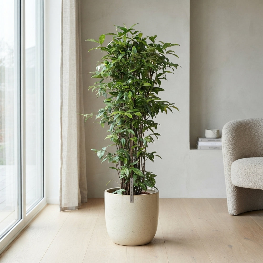 Dracaena surculosa Bush Tree – 34cm Pot, 140cm High