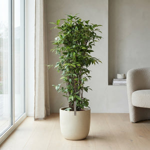 Dracaena surculosa Bush Tree – 34cm Pot, 140cm High