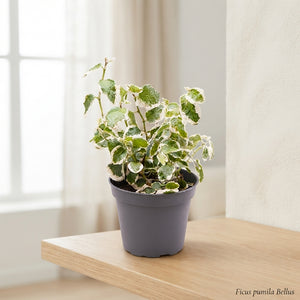 Ficus pumila ‘Bellus’ Creeping Fig – 6cm Pot