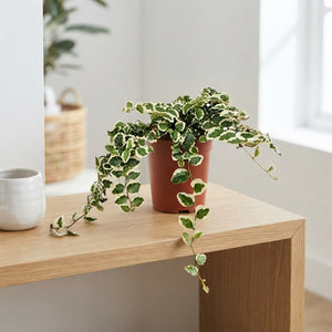 Ficus pumila ‘Bellus’ – 11cm Pot, 30cm High