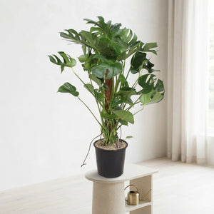 Swiss Cheese Plant (Monstera deliciosa) – 32cm Pot, 130cm High