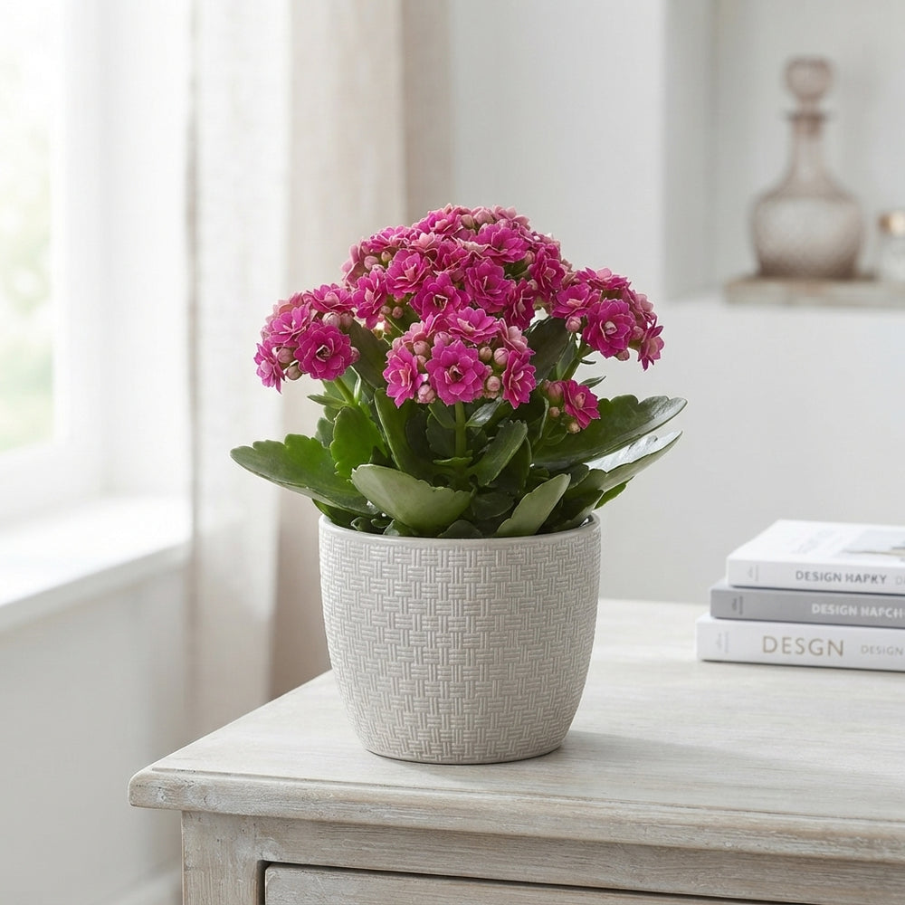 Double-Flowered Kalanchoe Mix – 23cm Pot