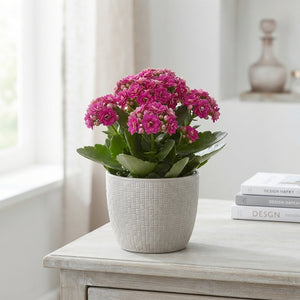 Double-Flowered Kalanchoe Mix – 23cm Pot