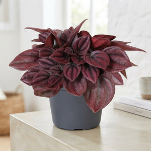 Red Peperomia ‘Cayenne’ – 6cm Pot