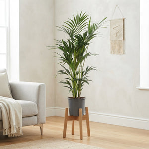 Kentia Palm (Howea forsteriana) – 24cm Pot, 120cm High