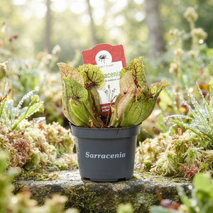 Sarracenia purpurea ‘Montana’ Mixed Carnivorous Plant