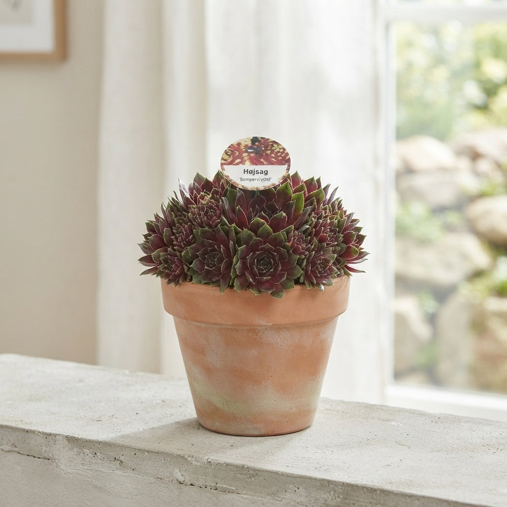 Sempervivum Coconut Crystal – Decorative Succulent