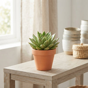 Echeveria Miranda Succulent – 10.5cm Pot
