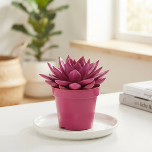 Mixed Echeveria Succulent – 10.5cm Pot