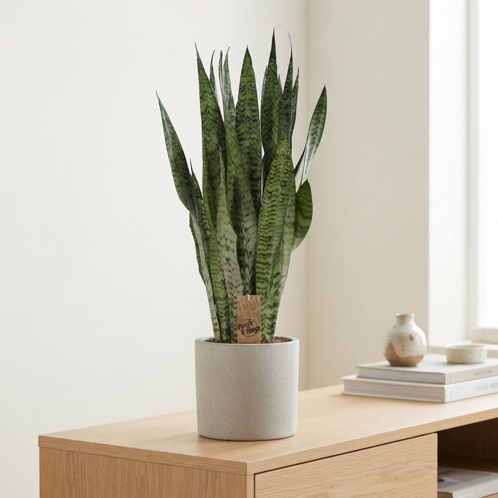Sansevieria zeylanica – 21cm Pot, Approx. 75cm High