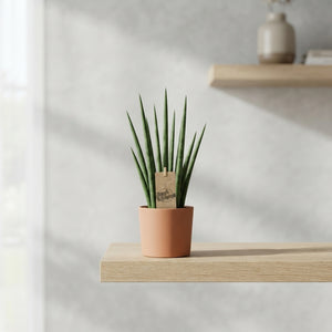 Sansevieria Mikado Snake Plant – 10.5cm Pot