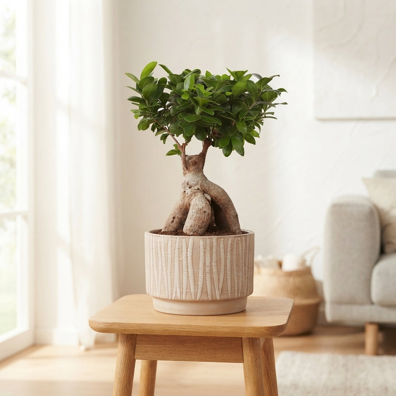 Ficus Ginseng Bonsai – 24cm Ceramic Pot, 50cm