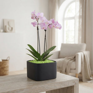 Black Stone Ceramic Plant Arrangement – 22cm Pot