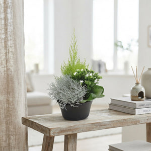 Patio Plant Arrangement in 19cm Plastic Dish