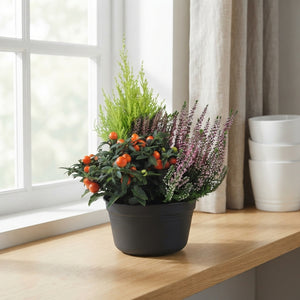 Ornamental Patio Plant Arrangement – 19cm Pot