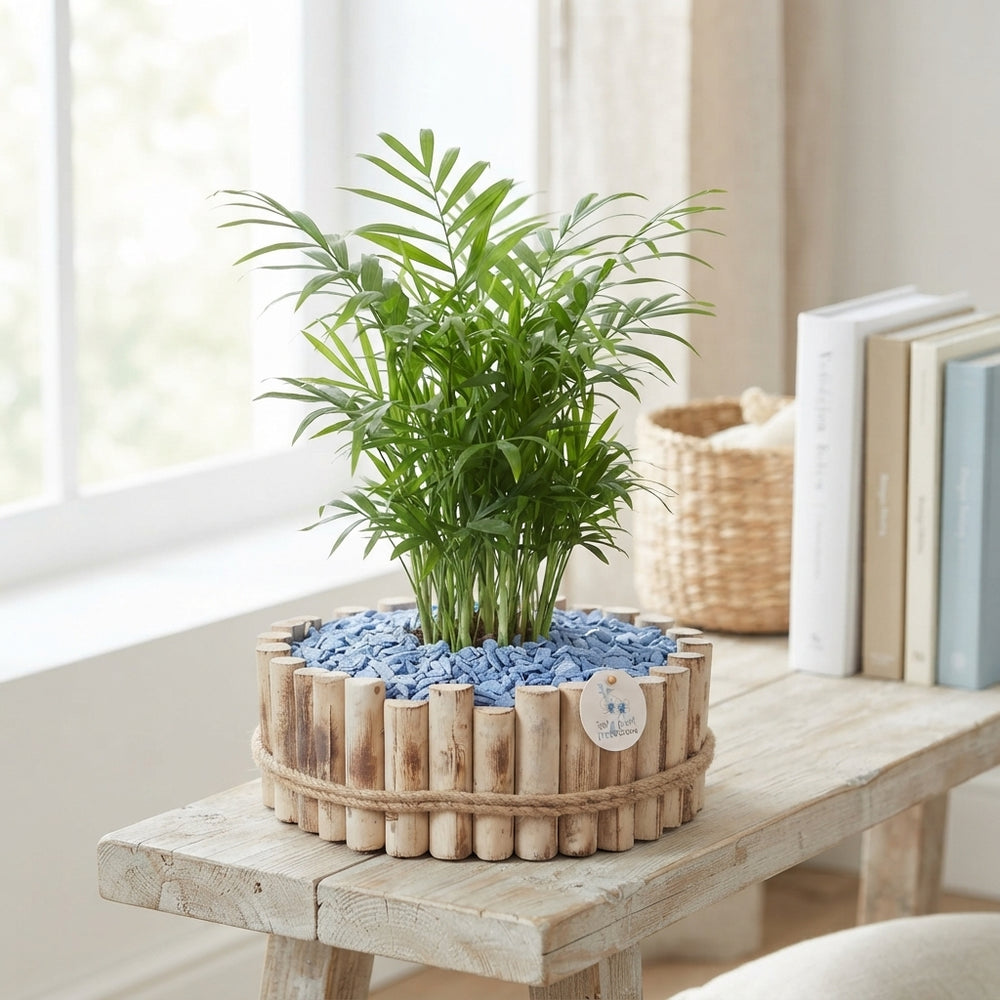 Large Maritime Style Plant Arrangement – 30cm Wooden Pot