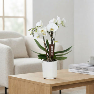 White Phalaenopsis Orchid – 12cm Ceramic Pot, 55cm