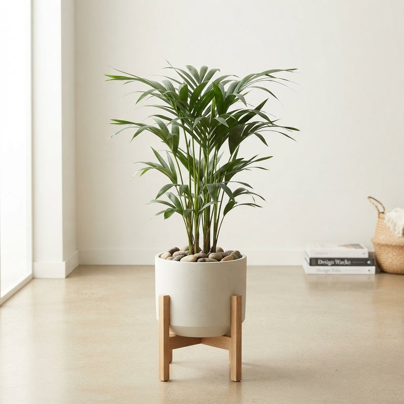 Kentia Palm (Howea forsteriana) – 21cm Pot, 100cm Height