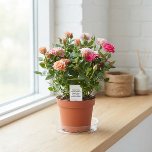 Mixed Rose Plant – 7cm Pot, Approx. 20cm High