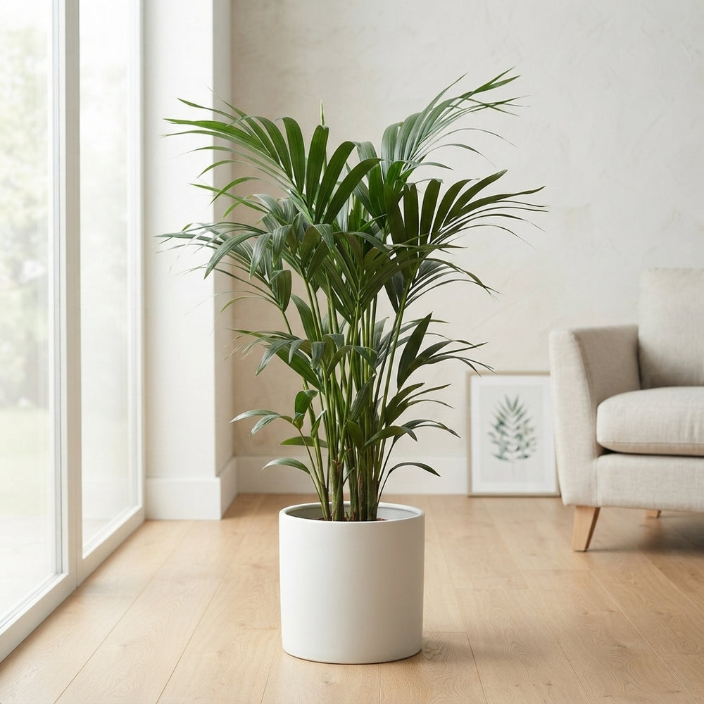 Kentia Palm (Howea forsteriana) – 21cm Pot