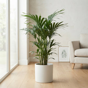 Kentia Palm (Howea forsteriana) – 21cm Pot