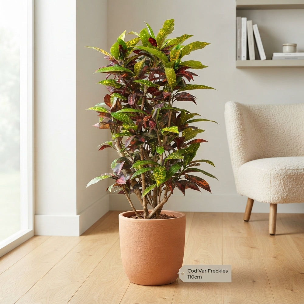 Freckles Croton (Codiaeum variegatum) – 27cm Pot