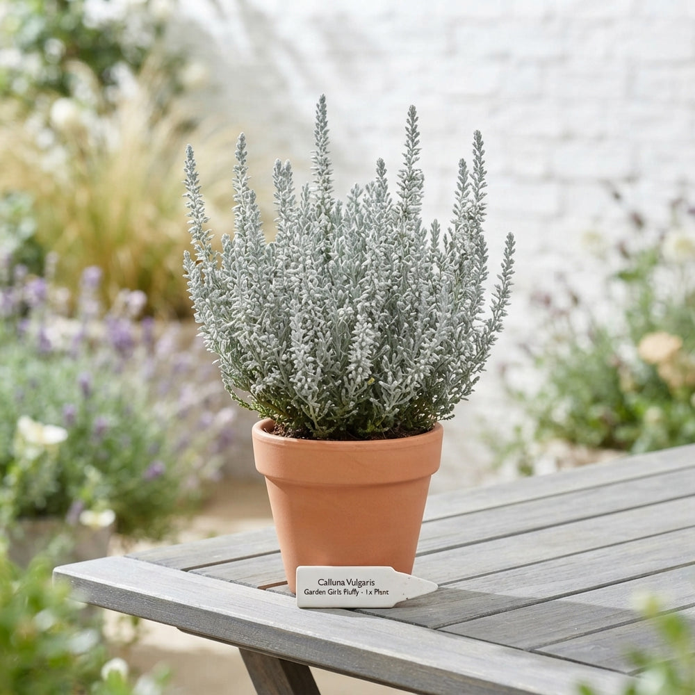 Calluna vulgaris ‘Garden Girls Fluffy’ Heather – 9cm Pot