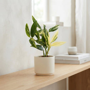 Monstera Standleyana – 12cm Pot, 45cm High