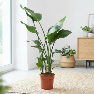 White Bird of Paradise (Strelitzia nicolai) – 21cm Pot