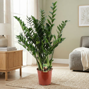 Zamioculcas zamiifolia (ZZ Plant) – 24cm Pot