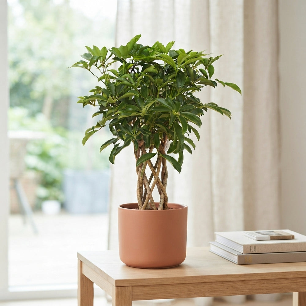 Braided Dwarf Umbrella Tree (Schefflera arboricola) – 24cm Pot