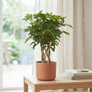 Braided Dwarf Umbrella Tree (Schefflera arboricola) – 24cm Pot