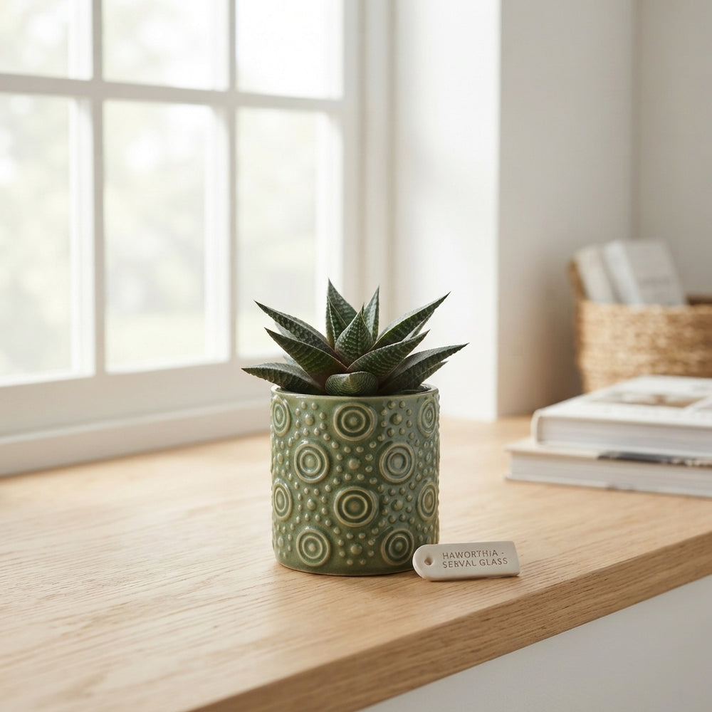Succulent Plant Arrangement in Glass – 7cm Pot