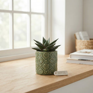 Succulent Plant Arrangement in Glass – 7cm Pot
